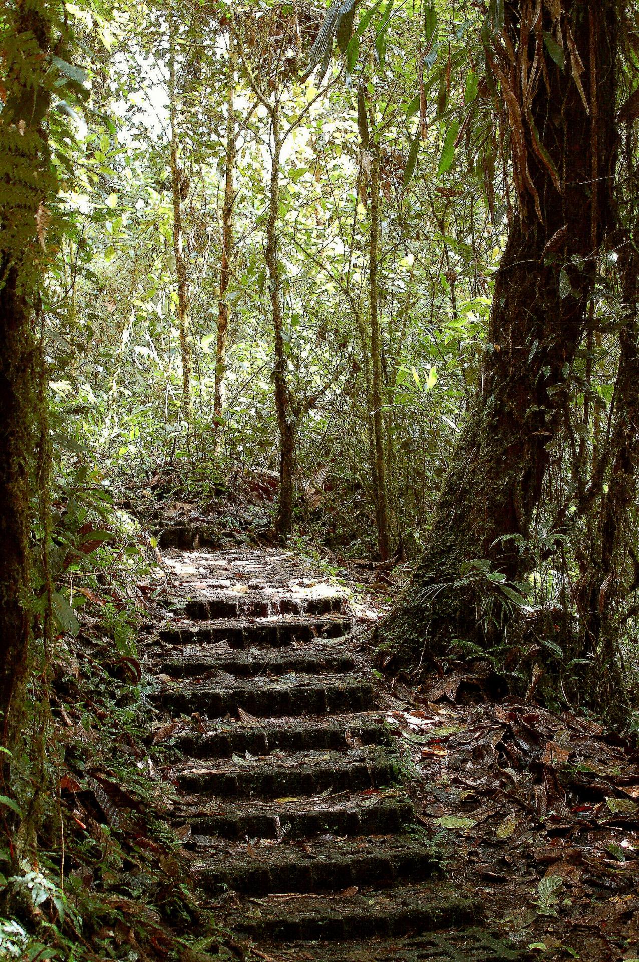 Entree jungle avec escalier